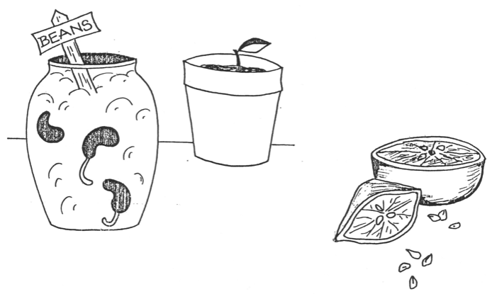 Zeichnung von Samen und Bohnen
