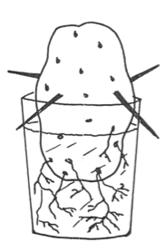 Zeichnung von einer Süßkartoffel im Glas