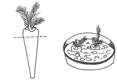 Zeichnung von eingepflanzten Karotten